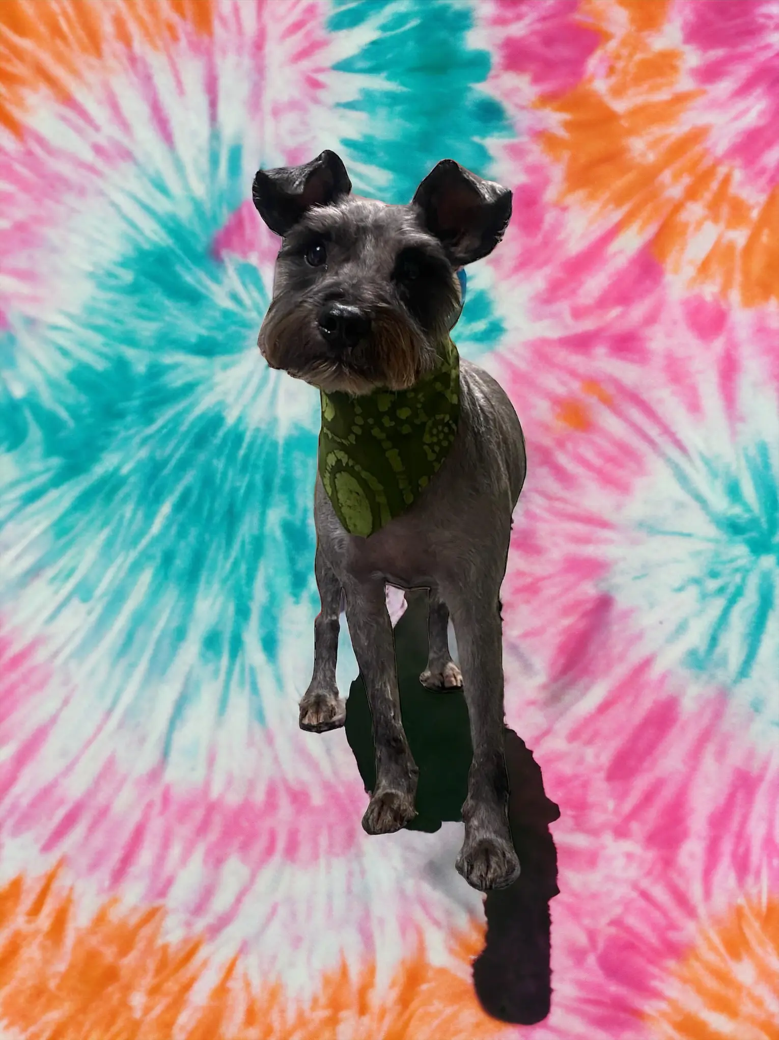 A freshly groomed cute small gray dog with a green bandana on its neck and a tie dye background.