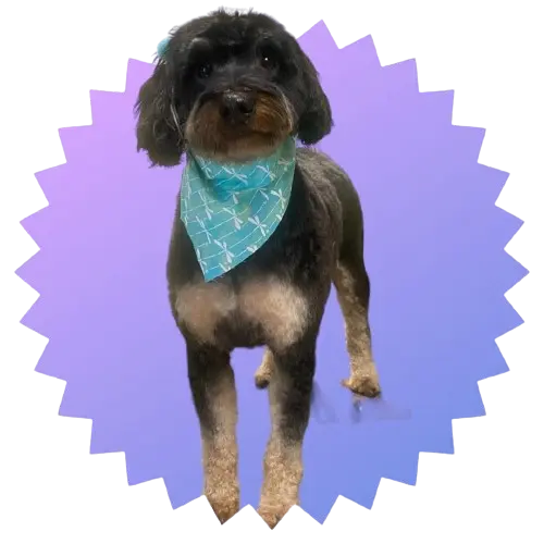A medium sized black and gray dog wearing a blue dragonfly bandana while standing in front of a spiky blue background.