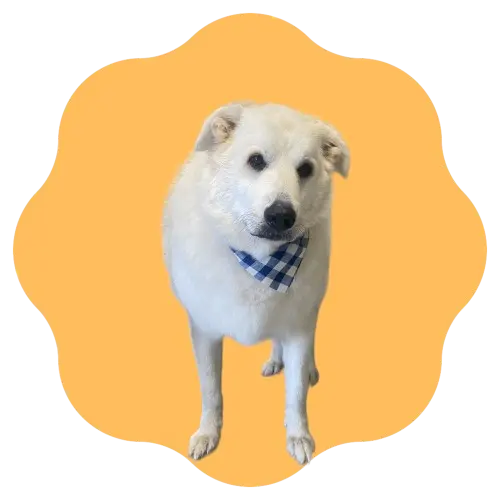 A large white great pyrenees wearing a blue and white checkered bandana sitting in front of a yellow blob background.