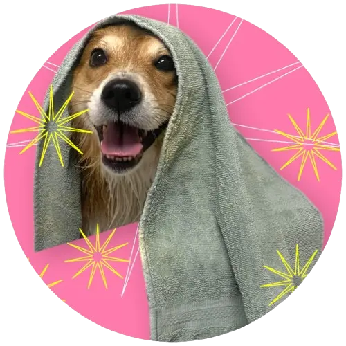 A large golden retriever that is wet and has a towel on its head sitting in front of a solid pink background with starburst graphics.