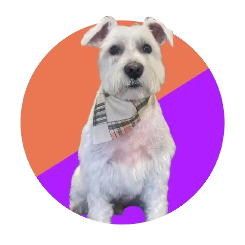 A freshly groomed solid white shnauzer wearing a white and black patterned bandana in front of a purple and orange background.