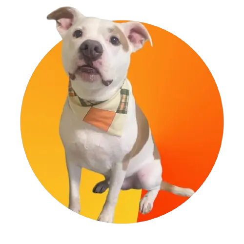 A white and brown spotted pit mix dog wearing an eggshell and orange patterned bandana in front of a yellow and orange background.