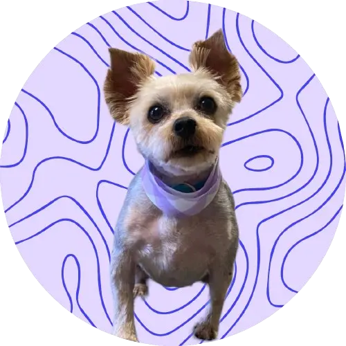 A white and brown yorkshire terrier wearing a blue and white checkered bandana while sitting in front of a blue and white topological map.
