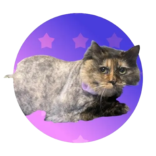 a freshly shaved tabby cat sitting in front of a blue and purple stary background.