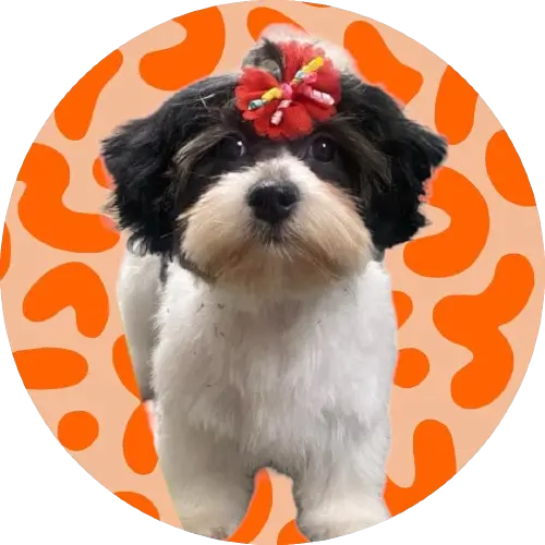 A black and white shih tzu wearing a small pink bow on its head sitting in front of a orange and yellow bloby background.