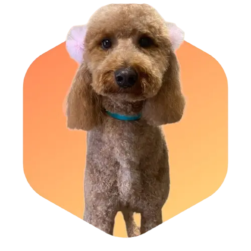 A golden doodle wearing two small white bows on its ears sitting in front of orange hexagonal background.