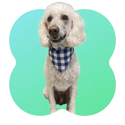 A large white labrdoodle wearing a blue and white checkered bandana sitting in front of a lime green background.