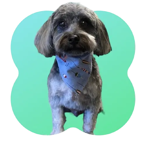 a small white and gray dog wearing a cute blue bandana with fishing hook graphics on it while standing in front of a solid lime green background.